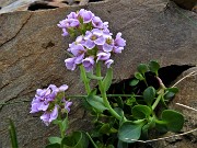 54 Thlaspi rotundifolium ( Erba storna rodundifolia) nel macereto